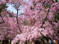 御苑。これはすこし大きめな写真